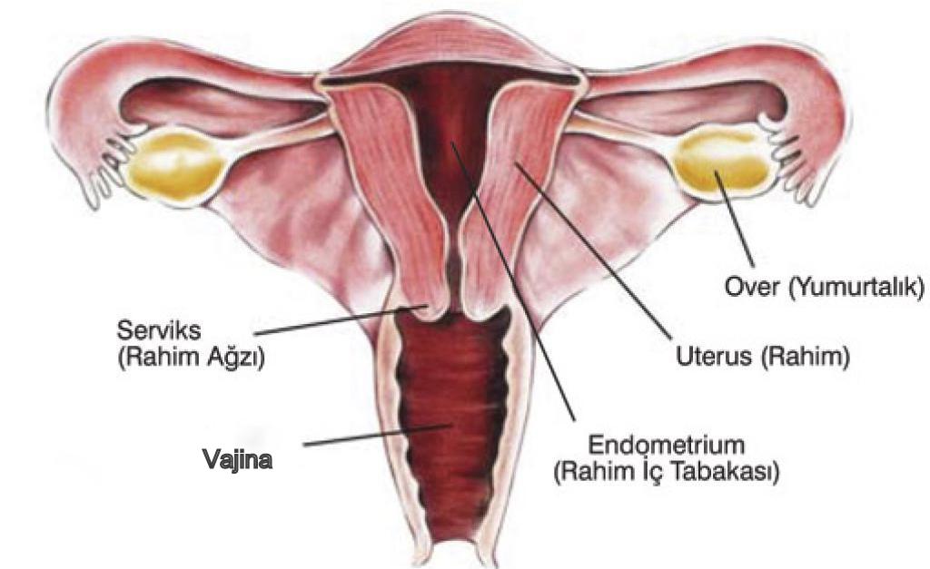 Uy qurilishi porno Yigitlar qiz bilan jinsiy aloqada bolishmaydi